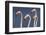 Flamingos Close-Up-Xavier Ortega-Framed Photographic Print