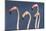 Flamingos Close-Up-Xavier Ortega-Mounted Photographic Print