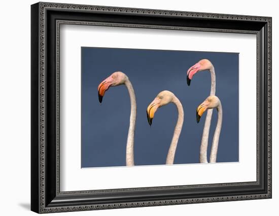 Flamingos Close-Up-Xavier Ortega-Framed Photographic Print