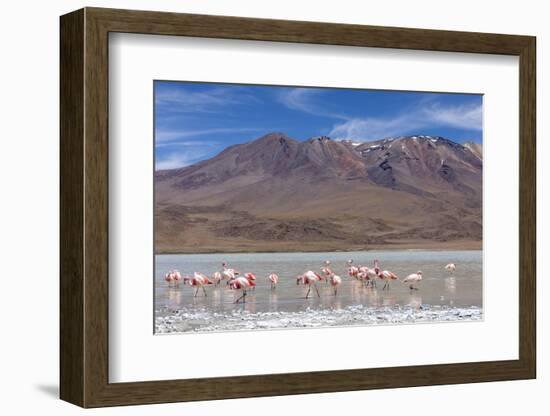 Flamingos feeding in Laguna Canapa, an endorheic salt lake in the altiplano, Potosi Department-Michael Nolan-Framed Photographic Print