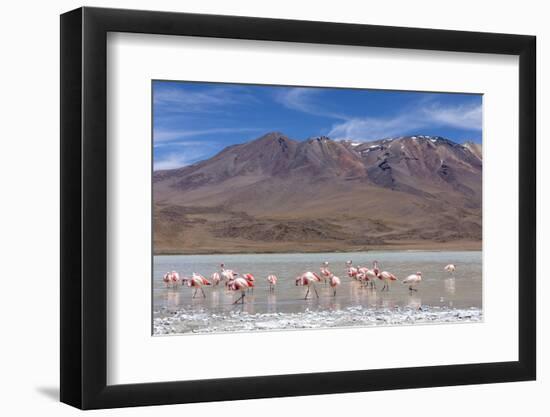 Flamingos feeding in Laguna Canapa, an endorheic salt lake in the altiplano, Potosi Department-Michael Nolan-Framed Photographic Print