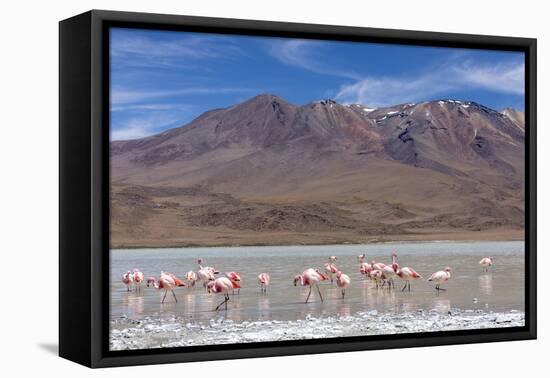 Flamingos feeding in Laguna Canapa, an endorheic salt lake in the altiplano, Potosi Department-Michael Nolan-Framed Premier Image Canvas