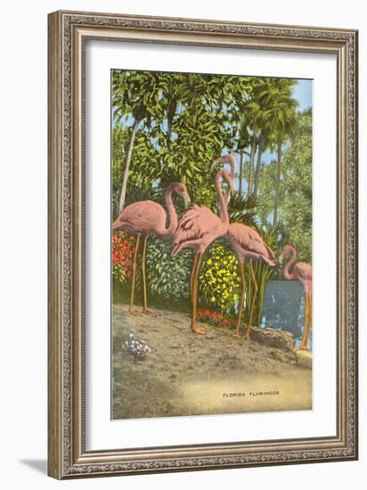 Flamingos, Florida-null-Framed Art Print