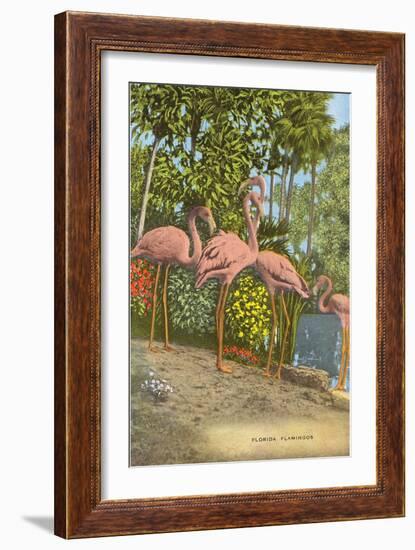 Flamingos, Florida-null-Framed Art Print