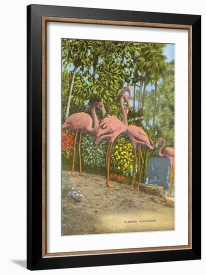 Flamingos, Florida-null-Framed Art Print