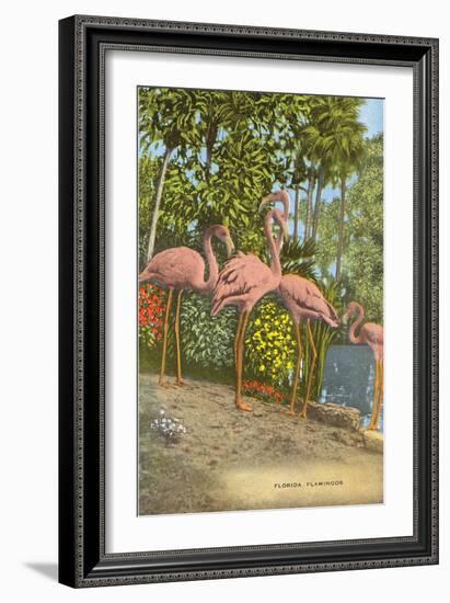 Flamingos, Florida-null-Framed Art Print