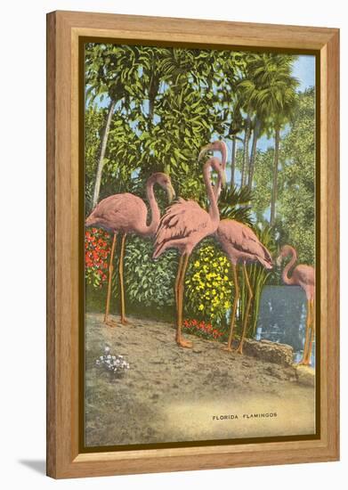 Flamingos, Florida-null-Framed Stretched Canvas