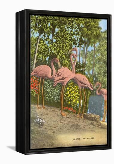 Flamingos, Florida-null-Framed Stretched Canvas