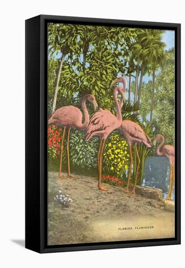 Flamingos, Florida-null-Framed Stretched Canvas