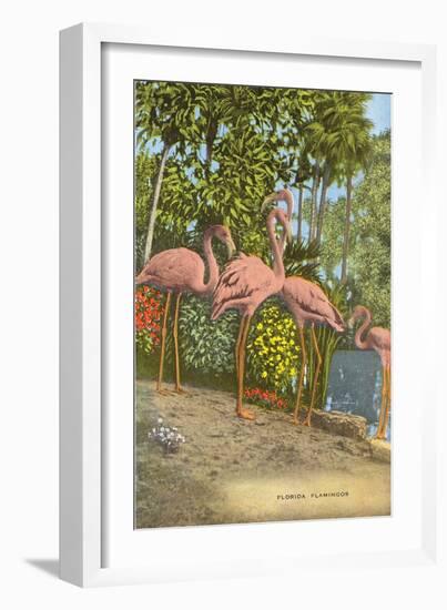 Flamingos, Florida-null-Framed Premium Giclee Print