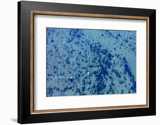 Flamingos flying at the Aegean coast, Turkey.-Ali Kabas-Framed Photographic Print