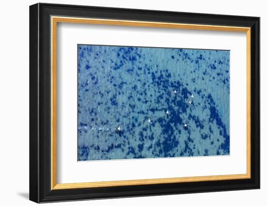 Flamingos flying at the Aegean coast, Turkey.-Ali Kabas-Framed Photographic Print