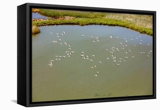 Flamingos flying in wetland on the Aegean coast, Turkey.-Ali Kabas-Framed Premier Image Canvas