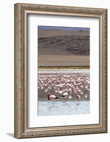 Flamingos gathered in the hundreds to feed, Eduardo Avaroa Andean Fauna National Reserve, Bolivia-Michael Nolan-Framed Photographic Print