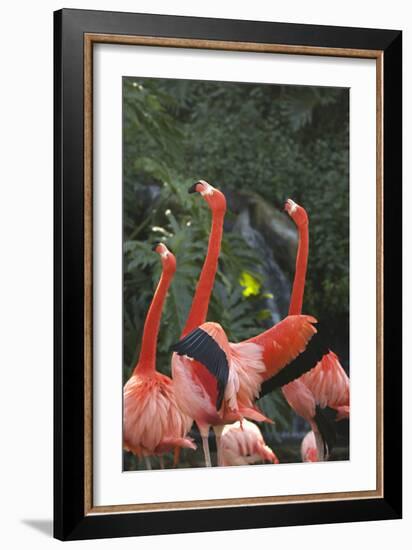 Flamingos I-Karyn Millet-Framed Photographic Print