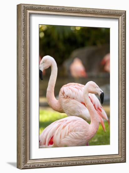 Flamingos II-Karyn Millet-Framed Photographic Print