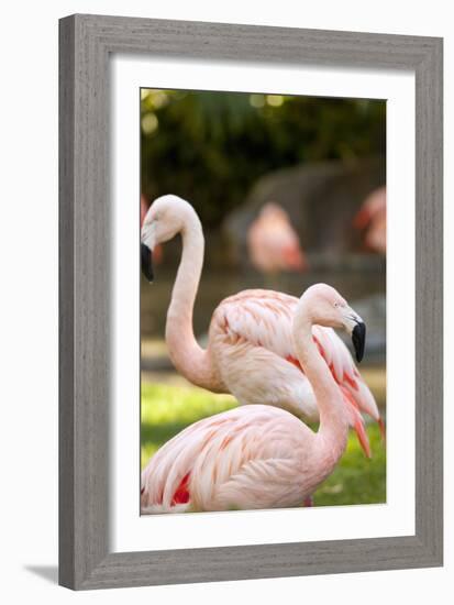 Flamingos II-Karyn Millet-Framed Photographic Print