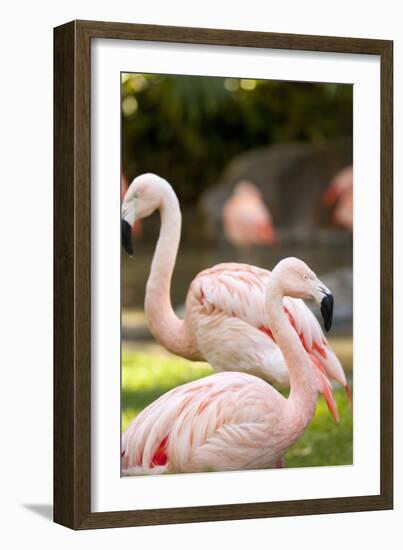 Flamingos II-Karyn Millet-Framed Photographic Print