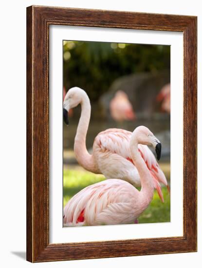 Flamingos II-Karyn Millet-Framed Photographic Print