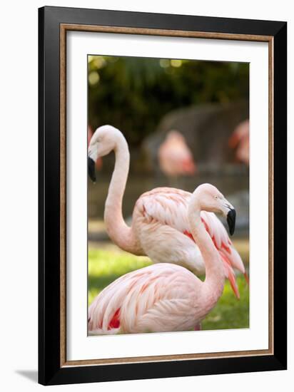 Flamingos II-Karyn Millet-Framed Photographic Print