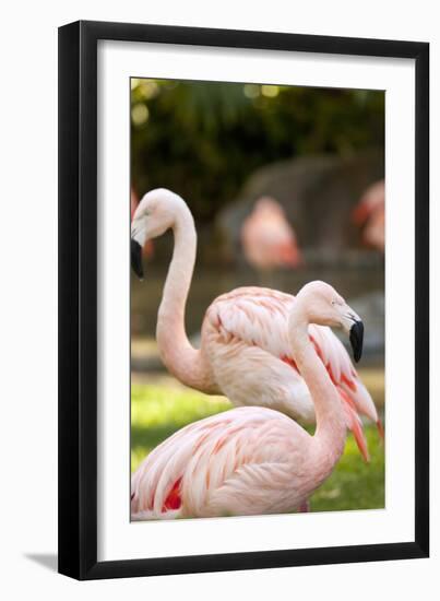 Flamingos II-Karyn Millet-Framed Photographic Print