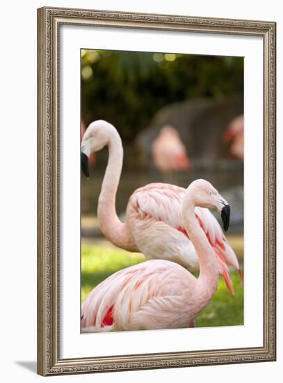 Flamingos II-Karyn Millet-Framed Photographic Print