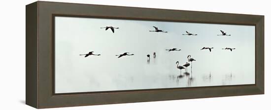 Flamingos in a Lake, Lake Manyara, Tanzania-null-Framed Stretched Canvas