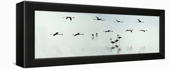 Flamingos in a Lake, Lake Manyara, Tanzania-null-Framed Stretched Canvas