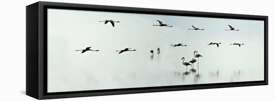 Flamingos in a Lake, Lake Manyara, Tanzania-null-Framed Stretched Canvas