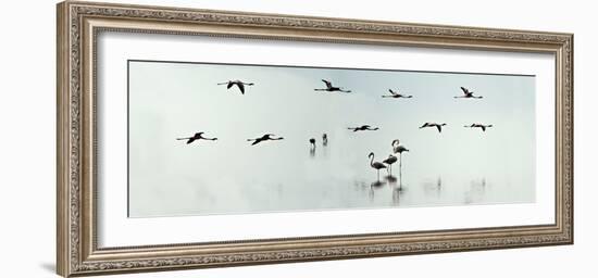 Flamingos in a Lake, Lake Manyara, Tanzania--Framed Photographic Print