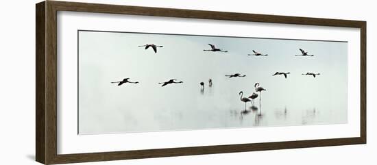 Flamingos in a Lake, Lake Manyara, Tanzania-null-Framed Photographic Print