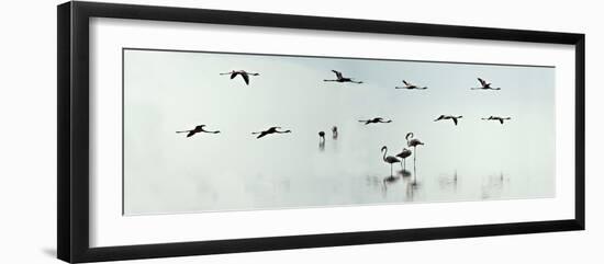 Flamingos in a Lake, Lake Manyara, Tanzania-null-Framed Photographic Print