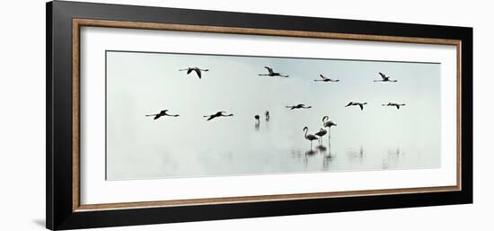 Flamingos in a Lake, Lake Manyara, Tanzania--Framed Photographic Print