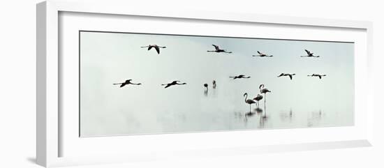 Flamingos in a Lake, Lake Manyara, Tanzania-null-Framed Photographic Print