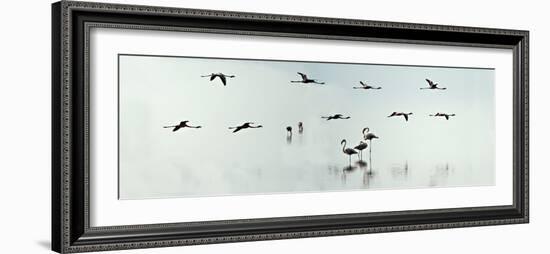 Flamingos in a Lake, Lake Manyara, Tanzania-null-Framed Photographic Print