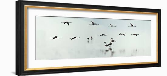 Flamingos in a Lake, Lake Manyara, Tanzania--Framed Photographic Print