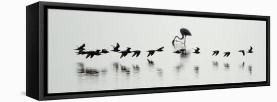 Flamingos in a Lake, Lake Manyara, Tanzania-null-Framed Stretched Canvas