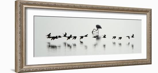 Flamingos in a Lake, Lake Manyara, Tanzania-null-Framed Photographic Print