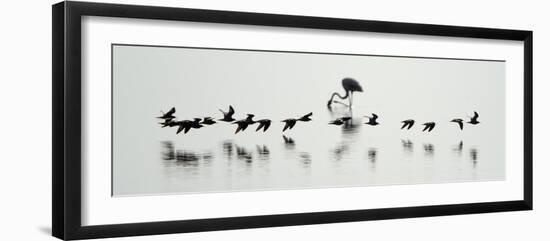 Flamingos in a Lake, Lake Manyara, Tanzania-null-Framed Photographic Print