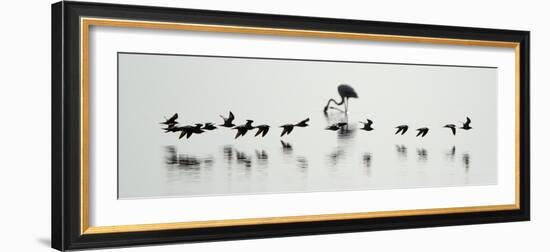 Flamingos in a Lake, Lake Manyara, Tanzania-null-Framed Photographic Print