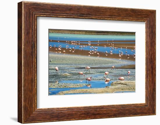 Flamingos in Laguna Hedionda, Potosi Department, Bolivia-Keren Su-Framed Photographic Print