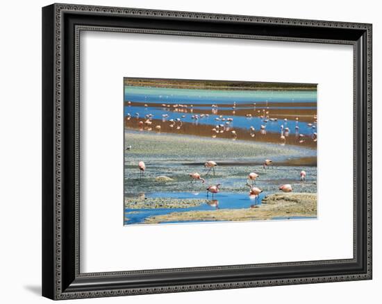 Flamingos in Laguna Hedionda, Potosi Department, Bolivia-Keren Su-Framed Photographic Print