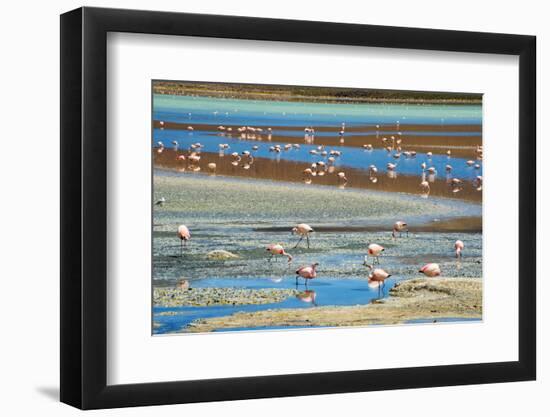 Flamingos in Laguna Hedionda, Potosi Department, Bolivia-Keren Su-Framed Photographic Print