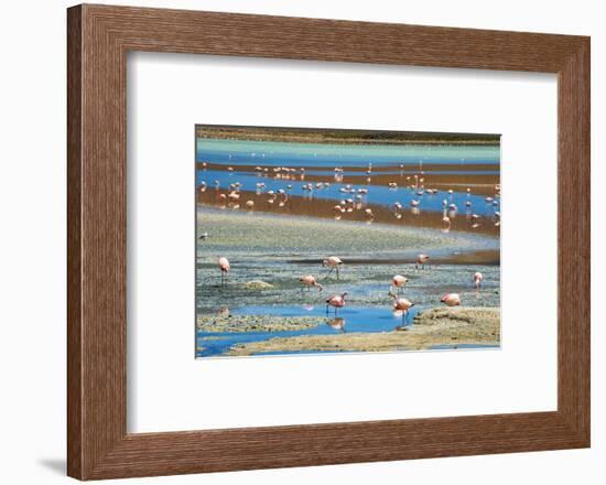 Flamingos in Laguna Hedionda, Potosi Department, Bolivia-Keren Su-Framed Photographic Print