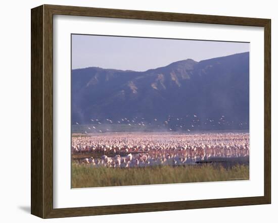 Flamingos, Lake Bogoria, Kenya, East Africa, Africa-Storm Stanley-Framed Photographic Print