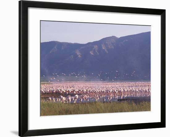 Flamingos, Lake Bogoria, Kenya, East Africa, Africa-Storm Stanley-Framed Photographic Print