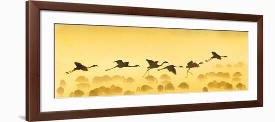 Flamingos Landing, Kenya-null-Framed Photographic Print