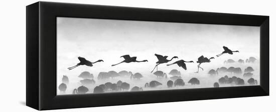 Flamingos Landing, Kenya-null-Framed Premier Image Canvas