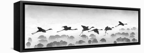 Flamingos Landing, Kenya-null-Framed Premier Image Canvas