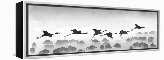 Flamingos Landing, Kenya-null-Framed Premier Image Canvas